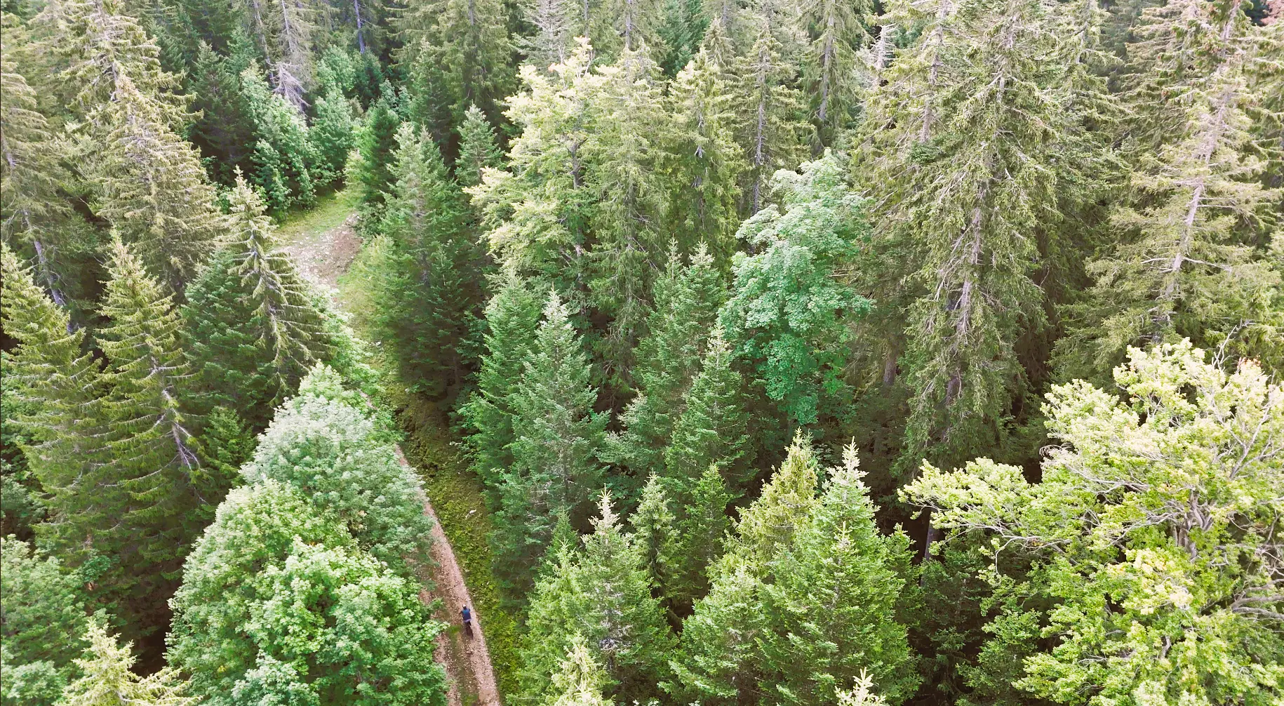 Itinéraire gravel sur un chemin forestier en Suisse